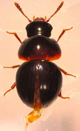 Réf. 198 040 : Agathidium atrum